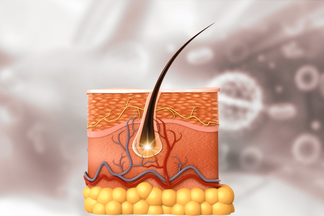 AHK-Cu and Hair Follicle Cell Cultures