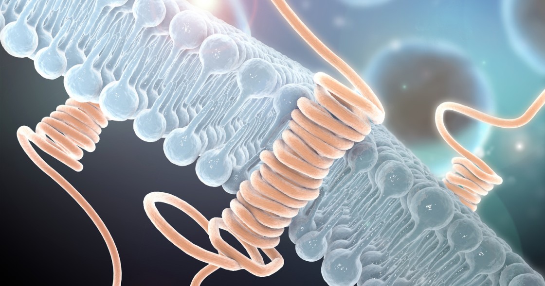 ABP-7 Peptide Support for Cellular Signaling and Migration