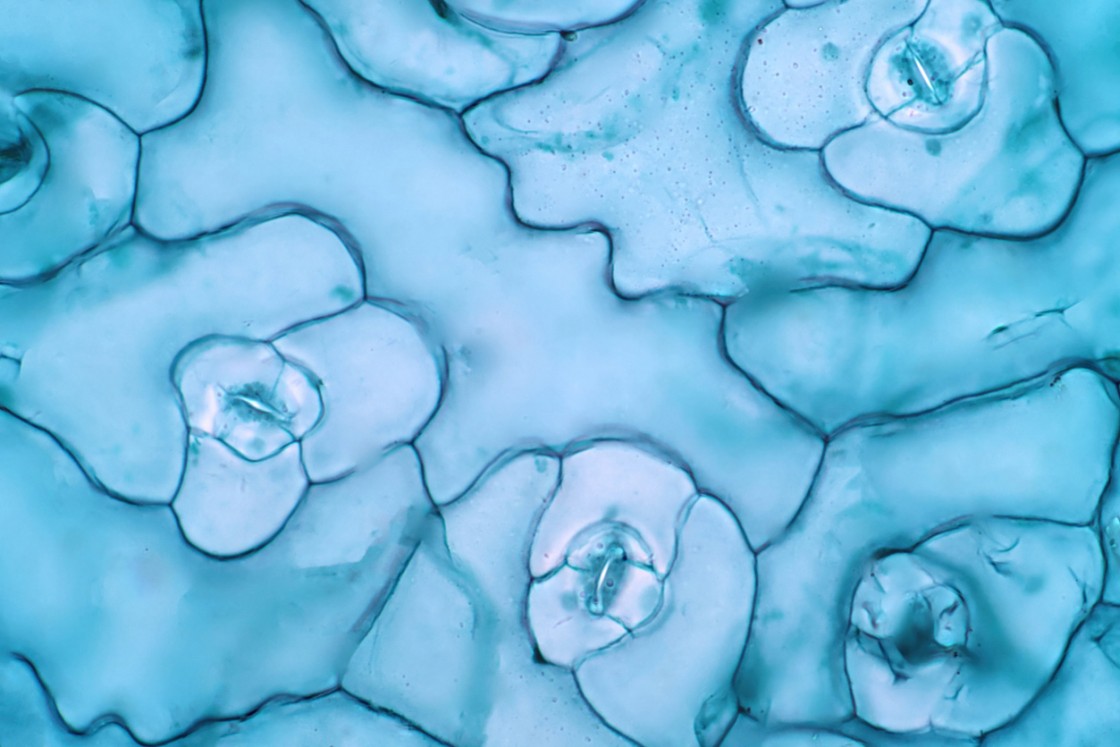 Decapeptide-12 Studies in Skin Cell Lightening and Anti-Aging