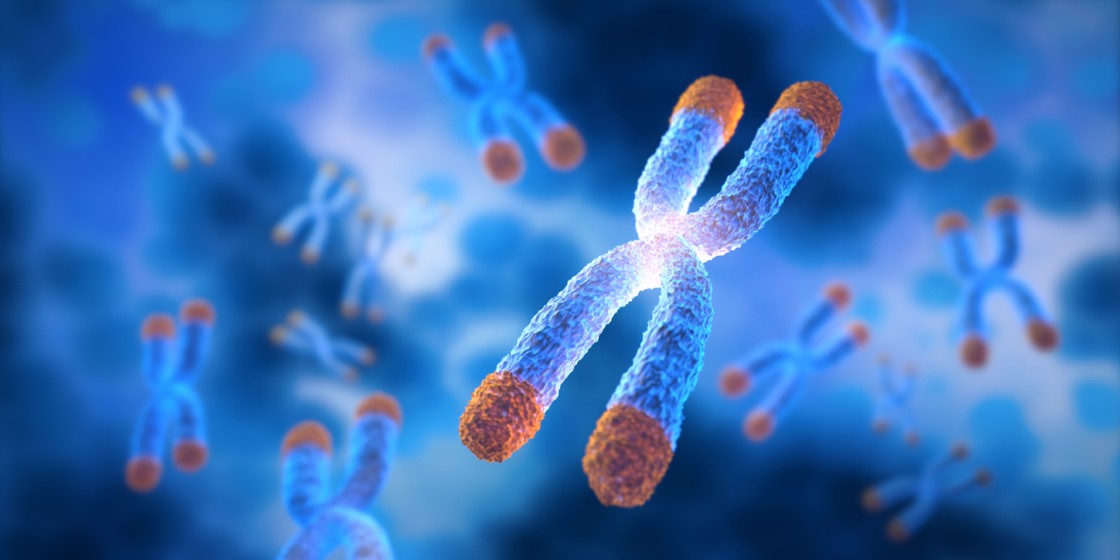 KED Potential Actions in Different Models of Cellular Aging